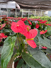 Anthurium Plant Care Guide: How to Keep the Exotic Red Flowers Blooming